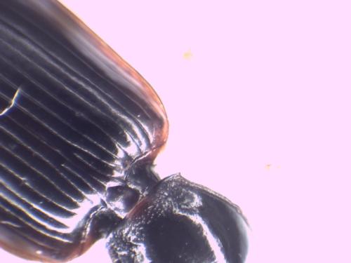 Réf. 318 991 : Paranchus albipes